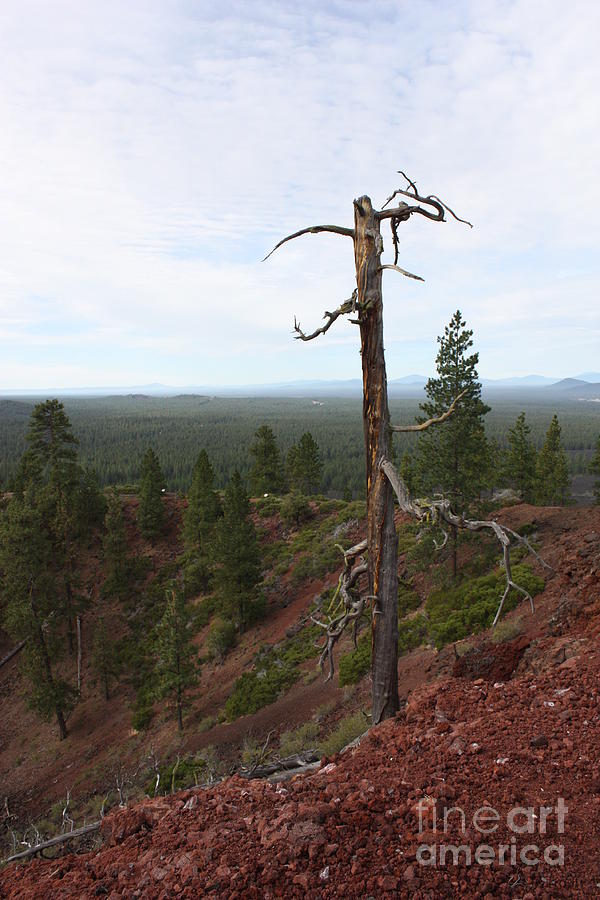 Oregon Landscape - Confused Tree at Lava Butte Photograph by Carol Groenen