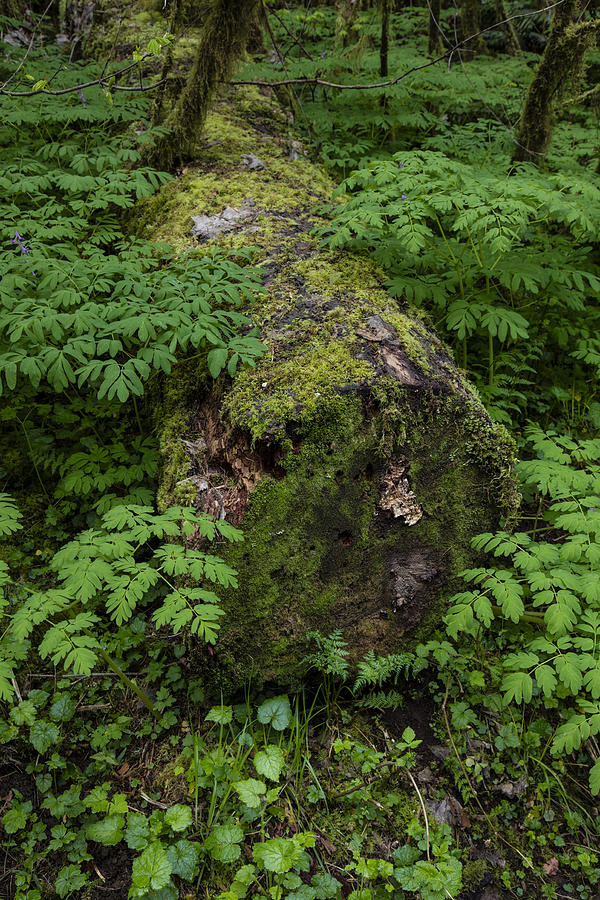 Oregon Log in Forest  Photograph by John McGraw