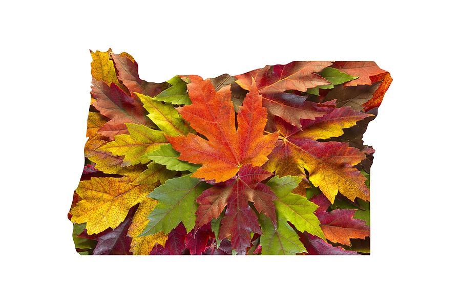 Oregon Maple Leaves Mixed Fall Colors Background Photograph by David Gn