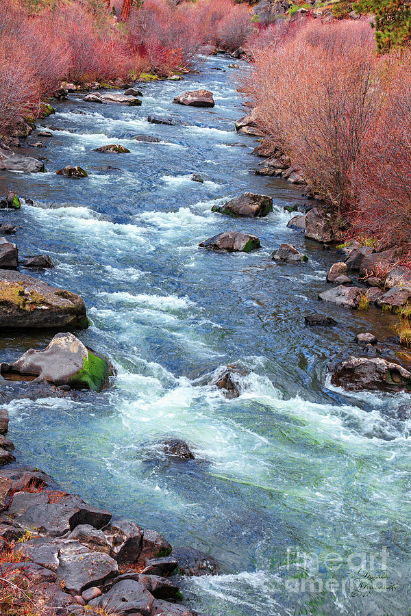 Oregon River Photograph by David Millenheft