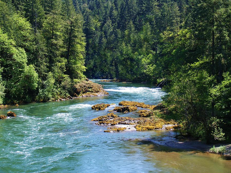 Oregon River In The Woods Photograph by Cherie Cokeley