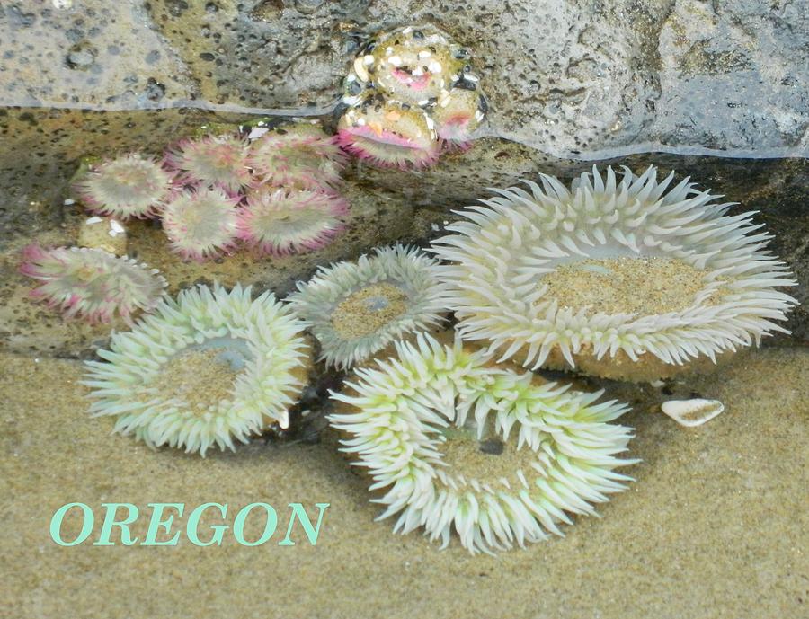 Oregon Sea Anemones  Photograph by Gallery Of Hope 
