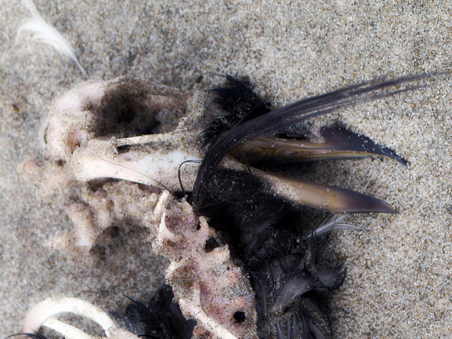 Oregon Seabird-2 by Tarey Potter Oregon Seabird-2 by Tarey Potter