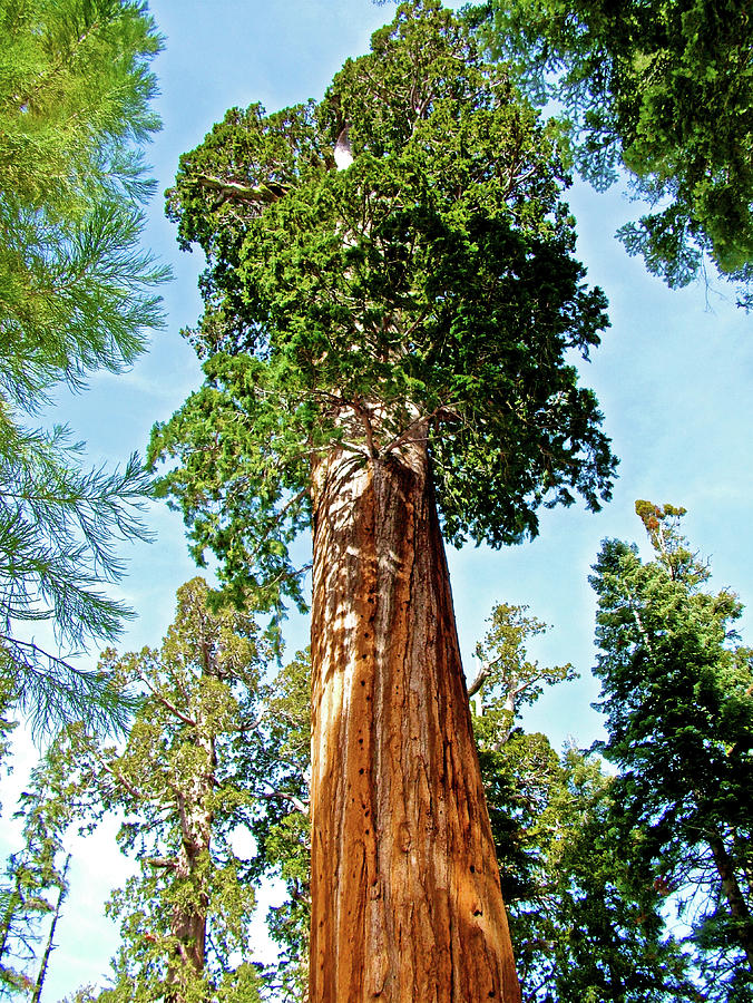Oregon Sequoia in Sequoia National Park-California  Photograph by Ruth Hager