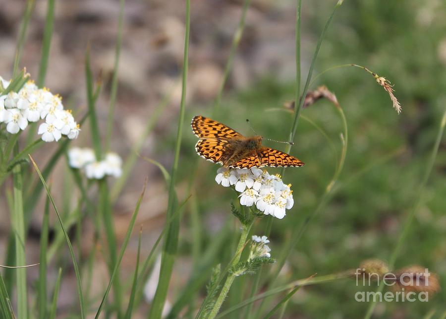 Butterfly Photograph - Oregon Silverspot  Butterfly by Jane Powell