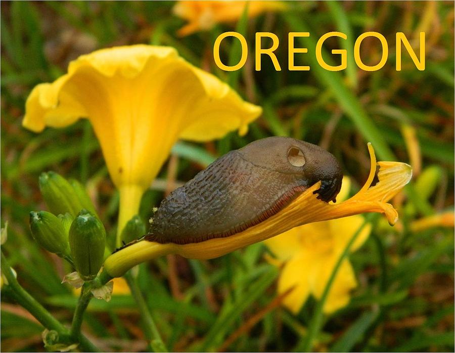 Oregon Slug Photograph by Gallery Of Hope 