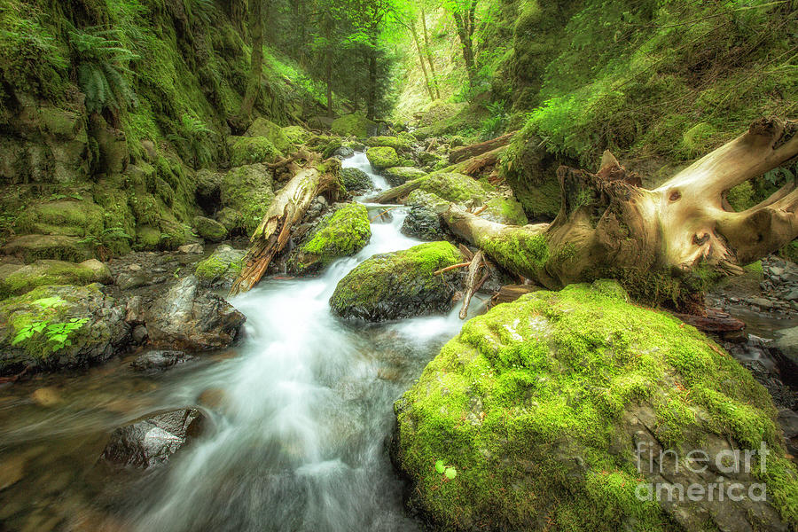 Oregon Stream 2 Photograph by Timothy Hacker