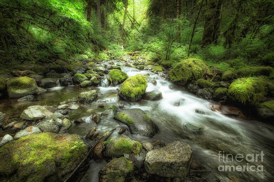 Oregon Stream 7 Photograph by Timothy Hacker