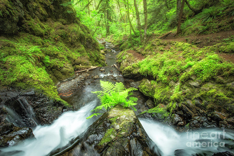 Oregon Stream Photograph by Timothy Hacker