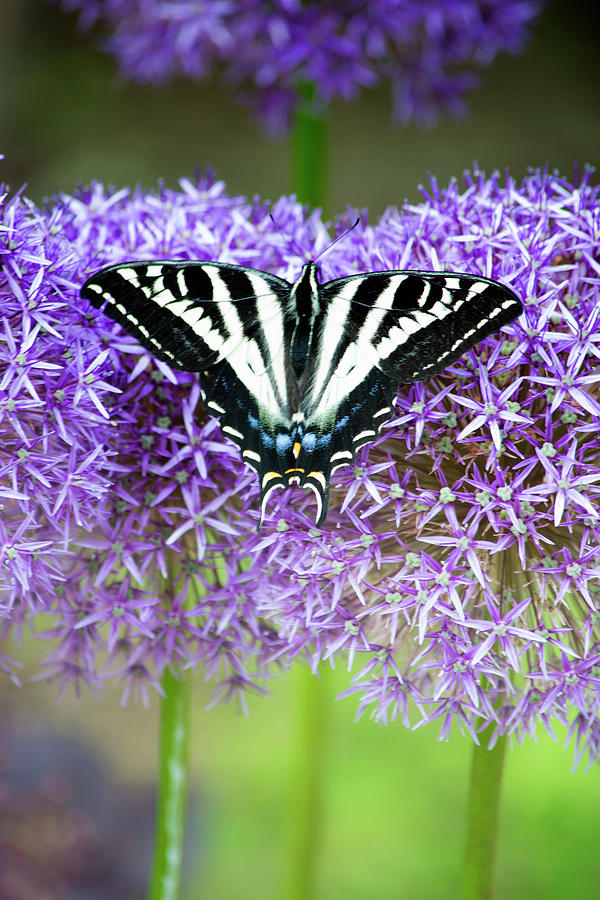 Oregon Swallowtail Photograph by Bonnie Bruno