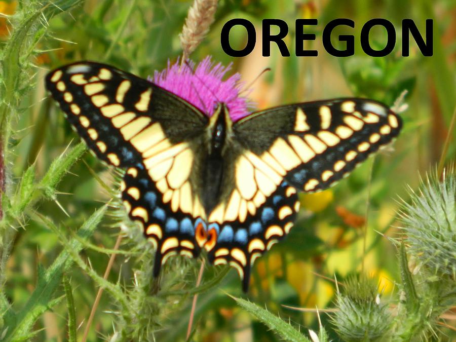 Oregon Swallowtail Butterfly Photograph by Gallery Of Hope 