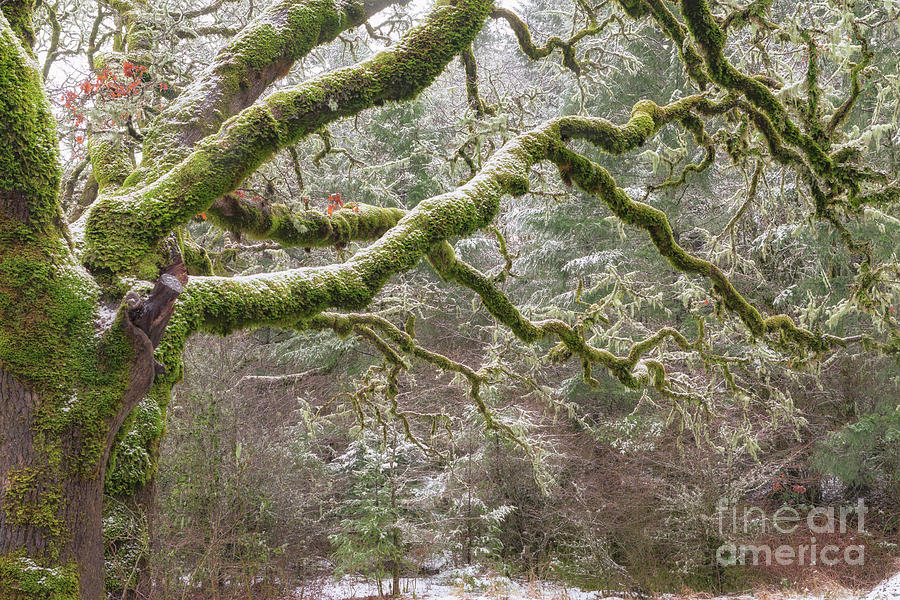 Tree Photograph - Oregon Tree Moss by Richard Sandford
