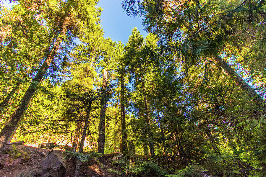 Oregon Trees Photograph by Jonny D