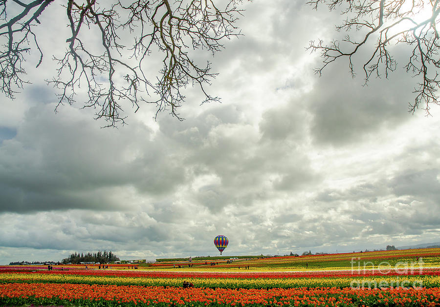 Oregon Tulip Fields Photograph by Nick Boren