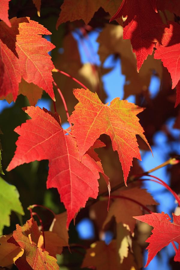 Oregon, United States Of America Leaves Photograph by Craig Tuttle ...