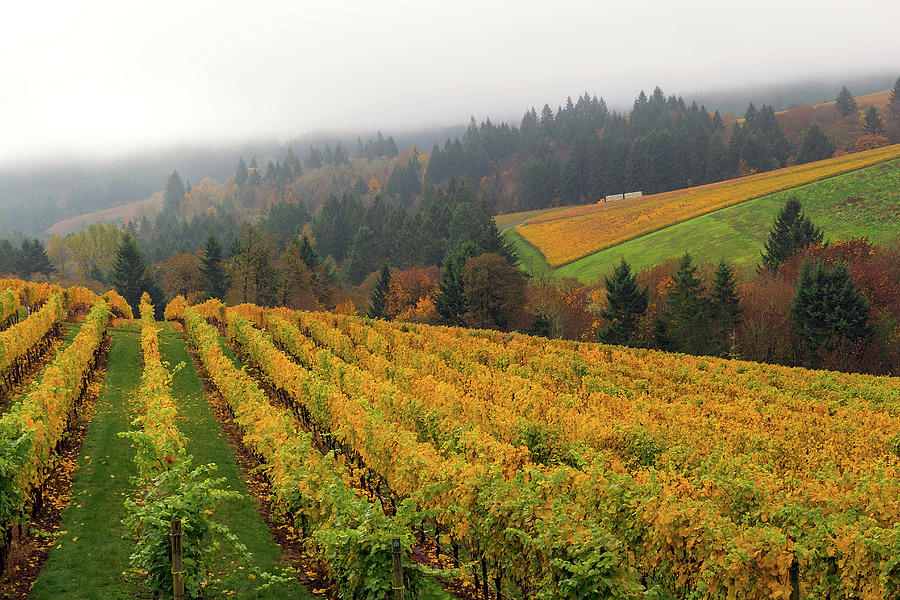 Oregon Vineyard in Fall Season Photograph by David Gn