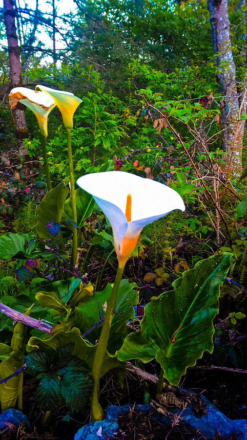 Oregon Photograph - Oregon Wild Calla Lilies by Lisa Beth McKinney Photography