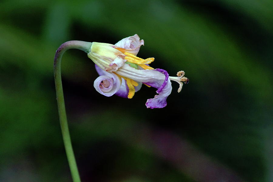 Oregon Wildflower #2 Photograph by Ben Upham III