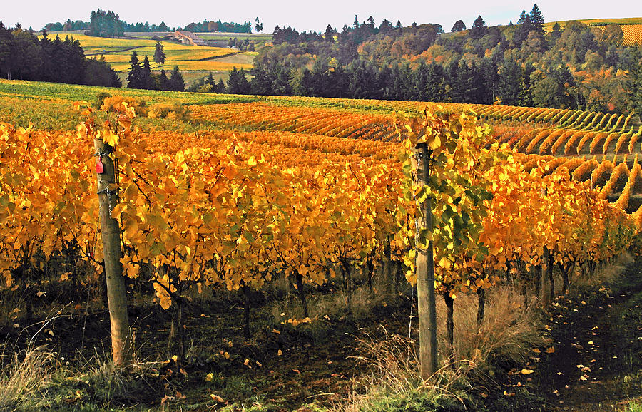 Oregon Wine Country Photograph by Margaret Hood