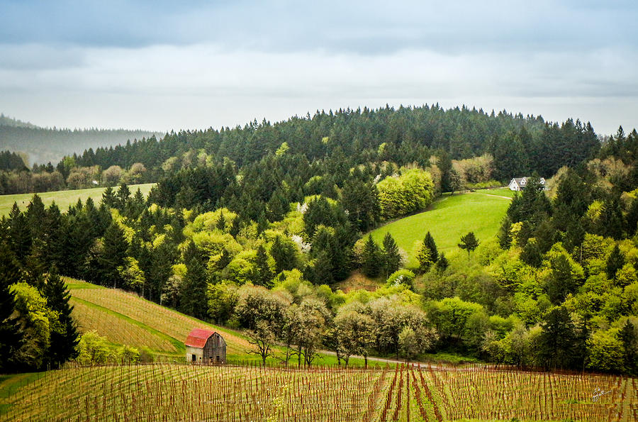 Oregon Wine Country Photograph by TK Goforth