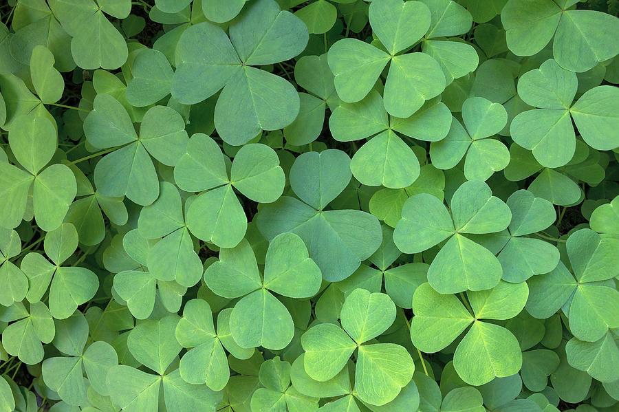 Oregon Wood Sorrel Photograph By Jit Lim