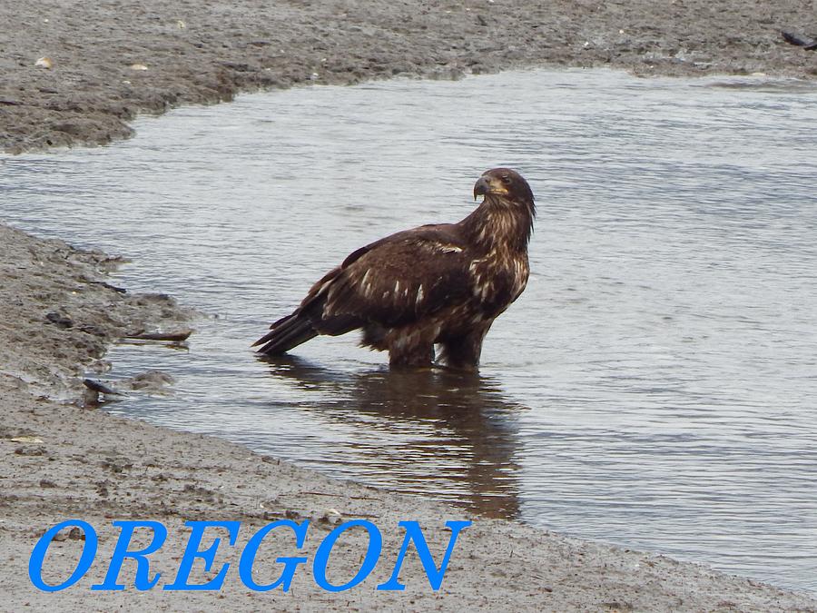 Oregon Young Eagle Photograph by Gallery Of Hope 