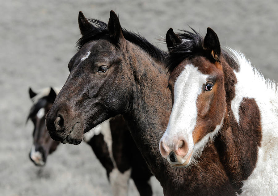 Oregons Wild Horses Photograph by Athena Mckinzie