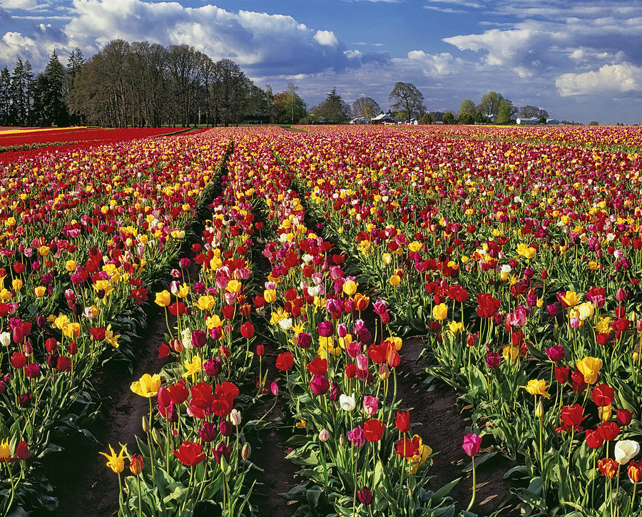 Oregon's Wooden Shoe Tulip Fields Photograph by Larry Geddis - Fine Art ...