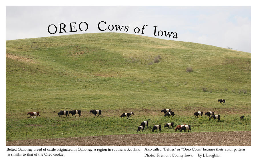 Oreo Cows of Iowa Photograph by J Laughlin
