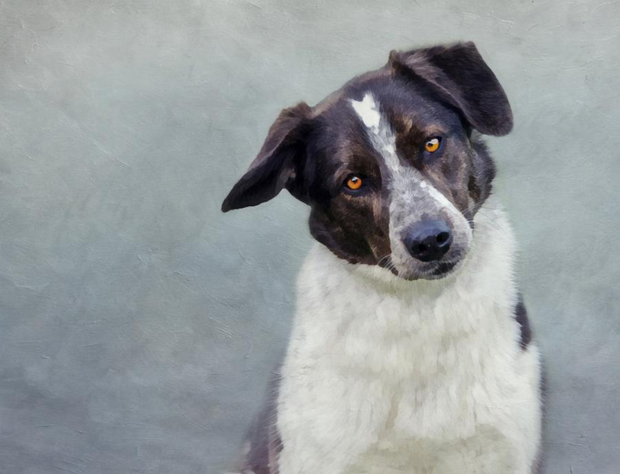 Dog Photograph - Oreo by Stephanie Calhoun
