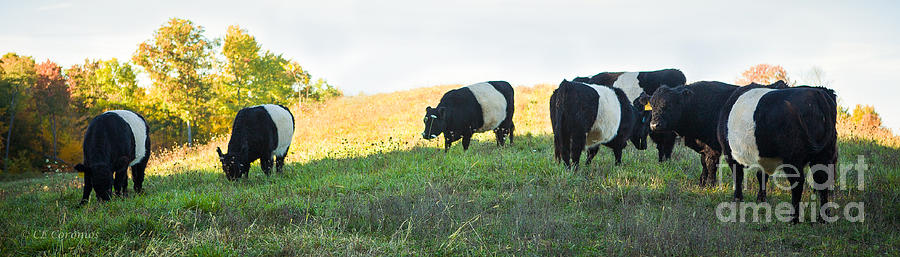 Belted Cows Photograph - Oreos - Milk Included by Carol Lynn Coronios