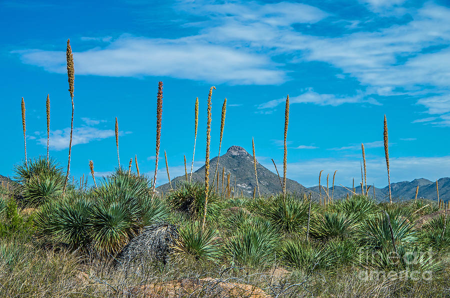 The Organ Mountains  Photograph by Stephen Whalen
