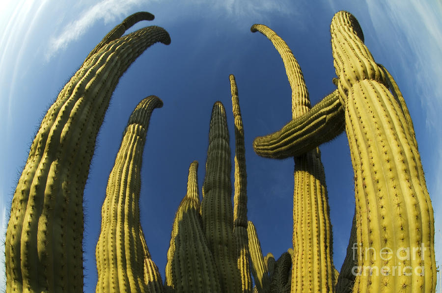Organ Pipe Cactus Arizona 2 Photograph by Bob Christopher