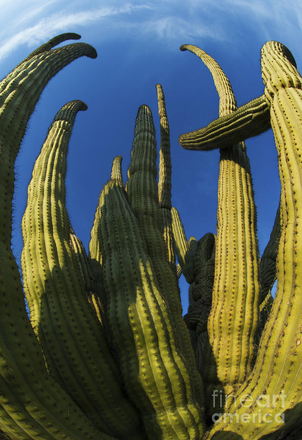 Organ Pipe Cactus Arizona Photograph by Bob Christopher