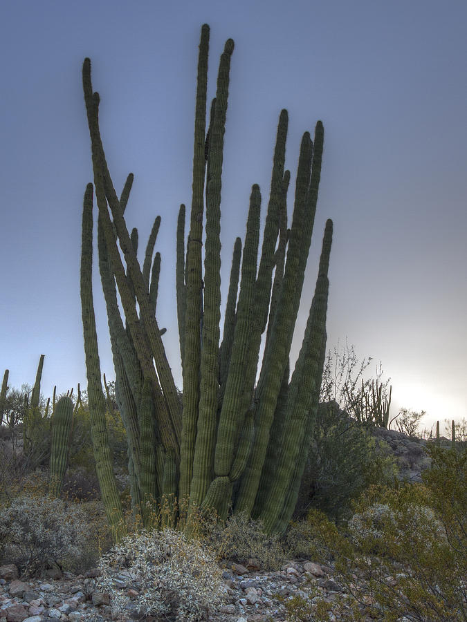 Organ Pipe Cactus at Sunset Photograph by Jean Noren