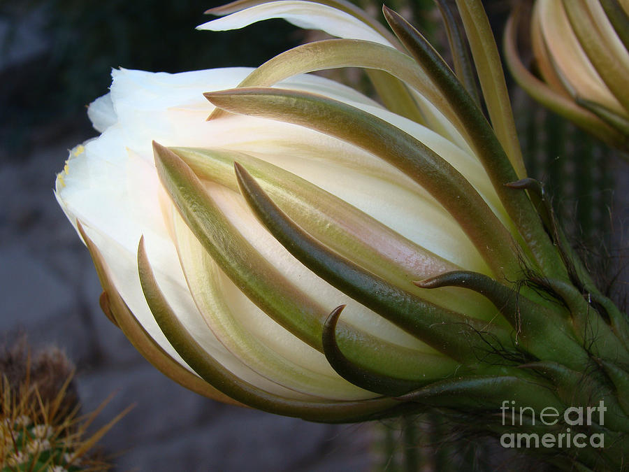 Flowers Still Life Photograph - Organ Pipe Cactus Bud by Beverly Guilliams