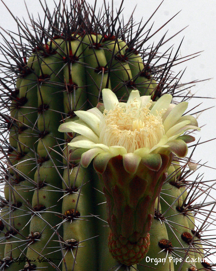 Organ Pipe Cactus Flower Photograph by David Salter