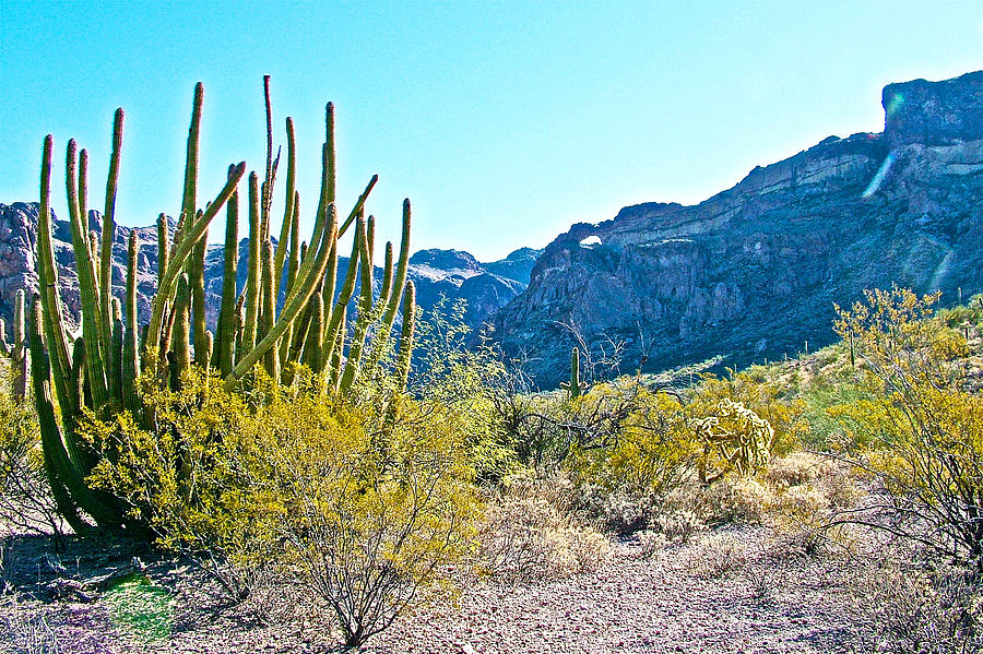 Desert Photograph - Organ Pipe Cactus in Arch Canyon in Organ Pipe Cactus National Monument-Arizona  by Ruth Hager