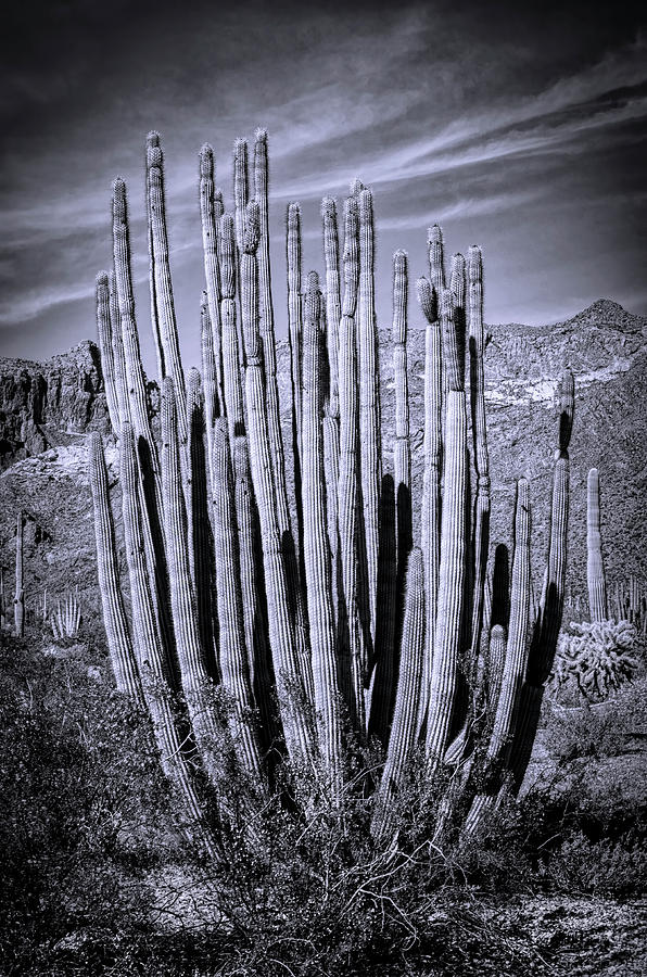 Organ Pipe Cactus in Black and White  Photograph by Saija Lehtonen
