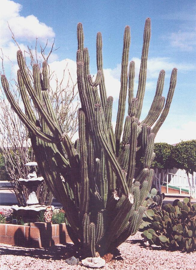 Organ Pipe Cactus Photograph by Lila Mattison