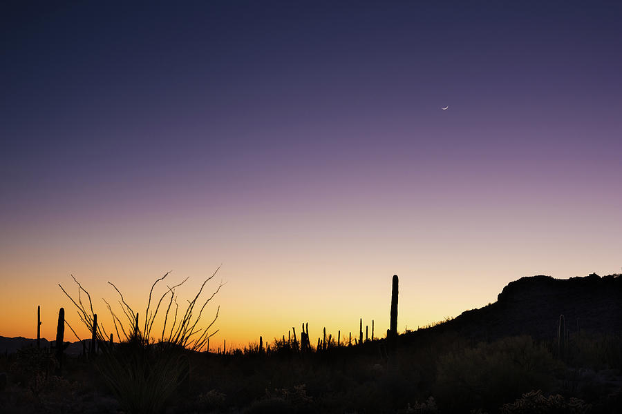 Sunset Photograph - Organ Pipe Cactus National Monument Sunset by Steve Gadomski