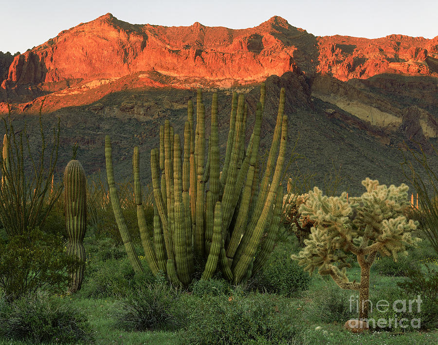 Organ Pipe Cactus National Monument Photograph by Willard Clay