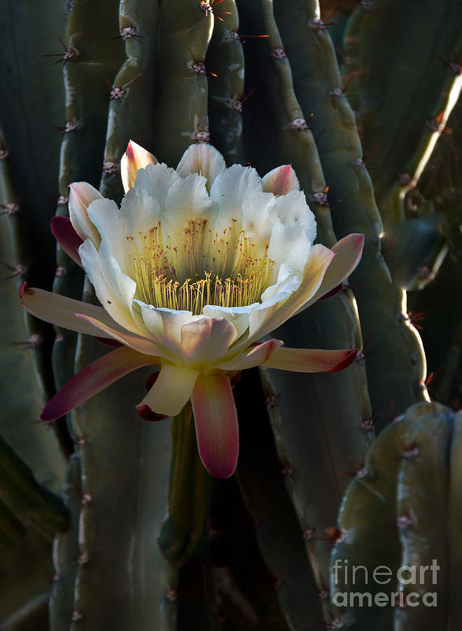 Organ Pipe Cactus Photograph by Robert Bales
