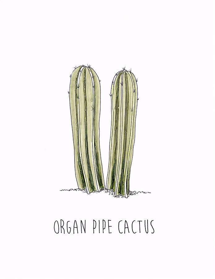 Organ Pipe Cactus Drawing - Organ Pipe Cactus by Shanon Rifenbery