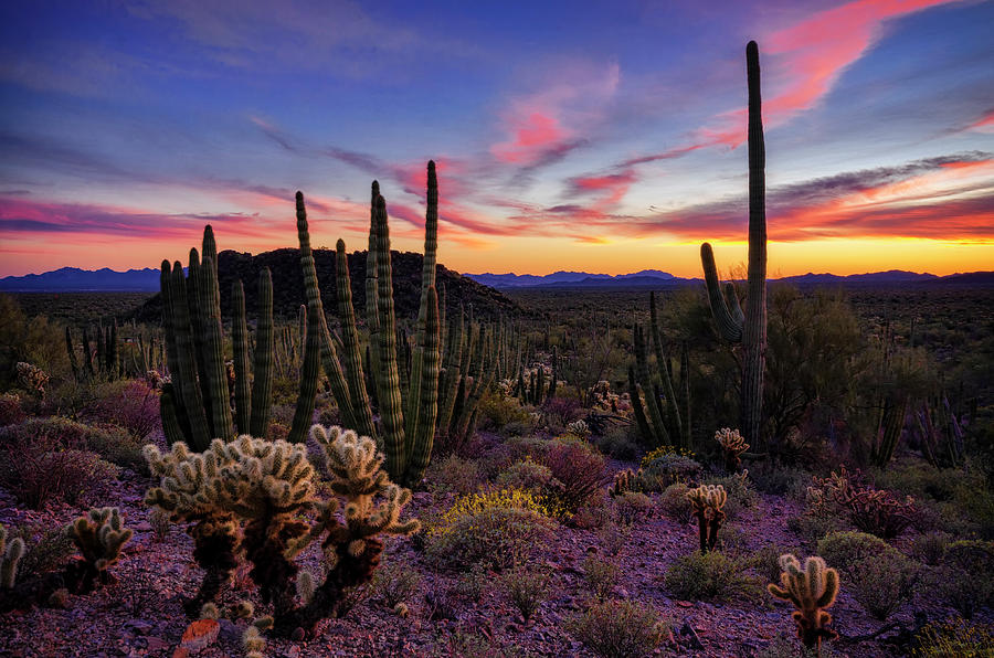 Sunset Photograph - Organ Pipe Cactus Sunset Part Two  by Saija Lehtonen