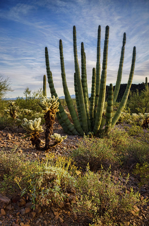 Organ Pipe Cactus Wilderness  Photograph by Saija Lehtonen