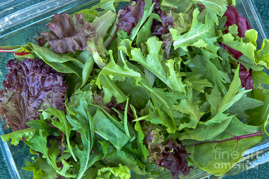 Organic Baby Lettuce Salad Mix Photograph by Inga Spence