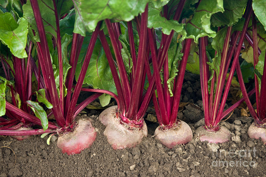Vegetable Photograph - Organic Beets by Inga Spence