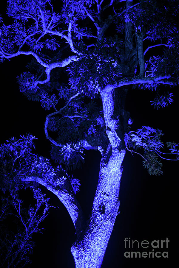 Organic Blue Abstraction Photograph by Carol Lloyd