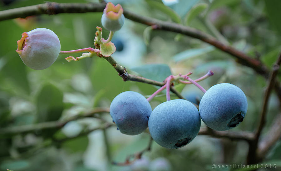 Organic Blueberries Photograph by Henri Irizarri